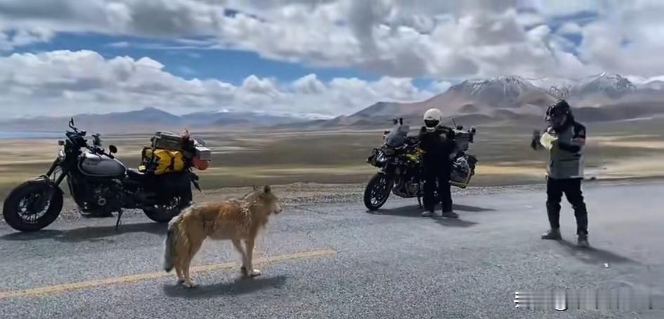 曾经的狼王，如今在国道上等人投喂，看见车停了，人来了，不惜摇着尾，甚至让摸着头，