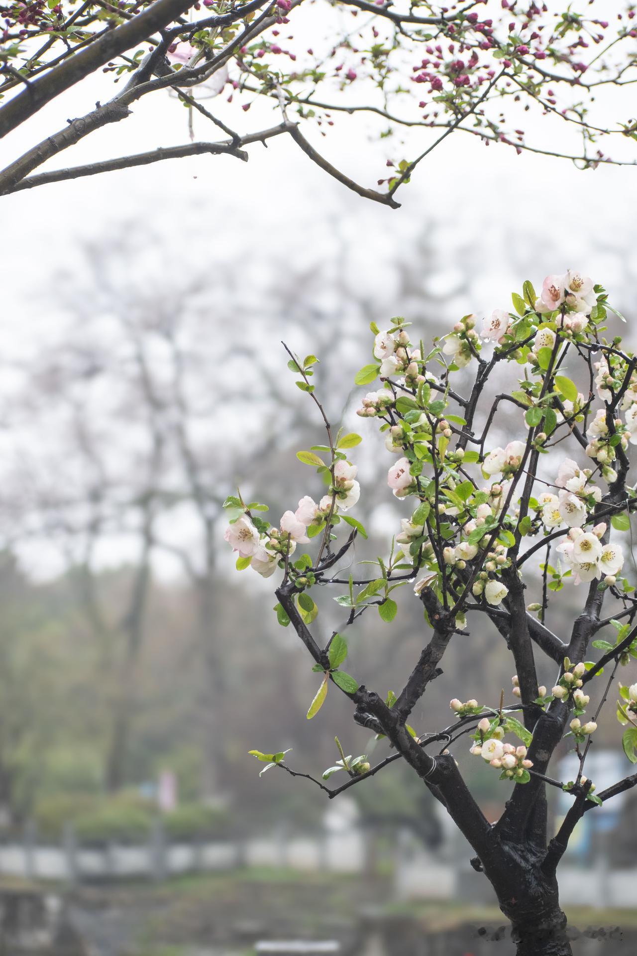 🌧️ 雨天别去莫愁湖！我怕你来了就不想走
 
退休后总爱往莫愁湖跑，
今天落雨