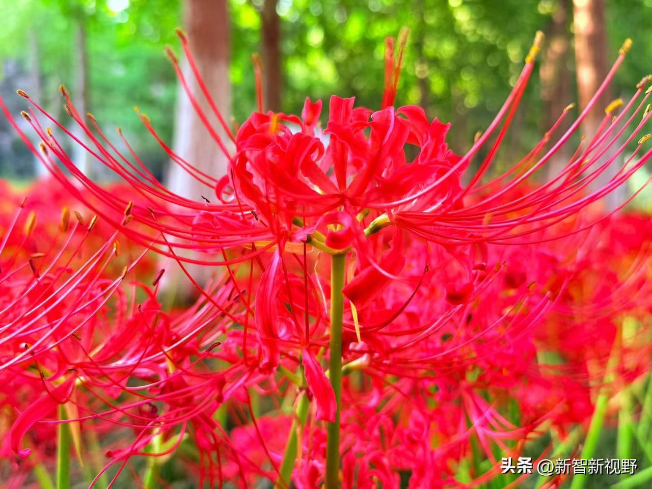 西安大海子陕菜对面的大兴善寺彼岸花又开了西安玩沙子 西安浐灞游泳 西安洋子 灞桥