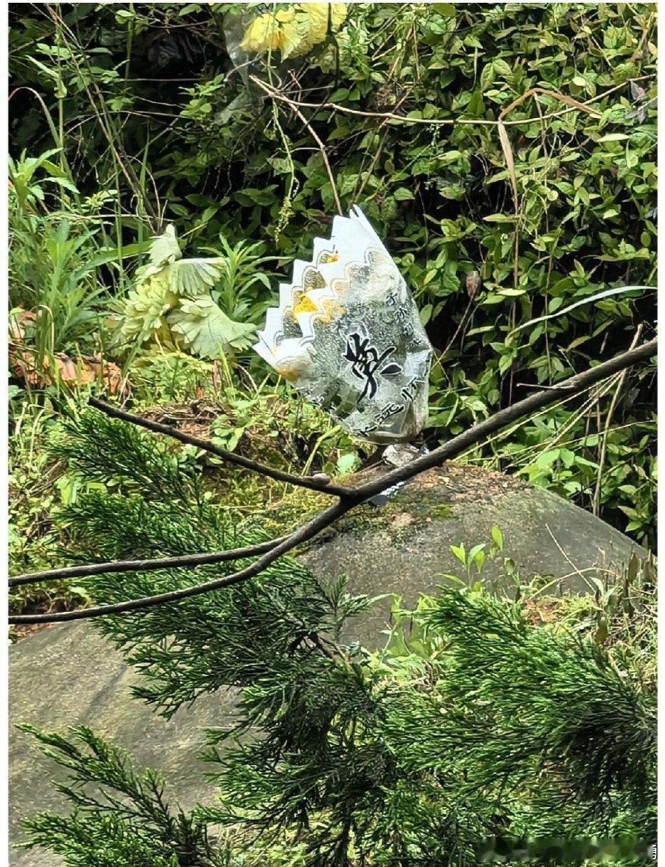 清明陶勇黄泥路、窄且湿滑，两旁荆棘丛生，上山扫墓。父亲肩扛锄头，姑妈与母亲手拎黄