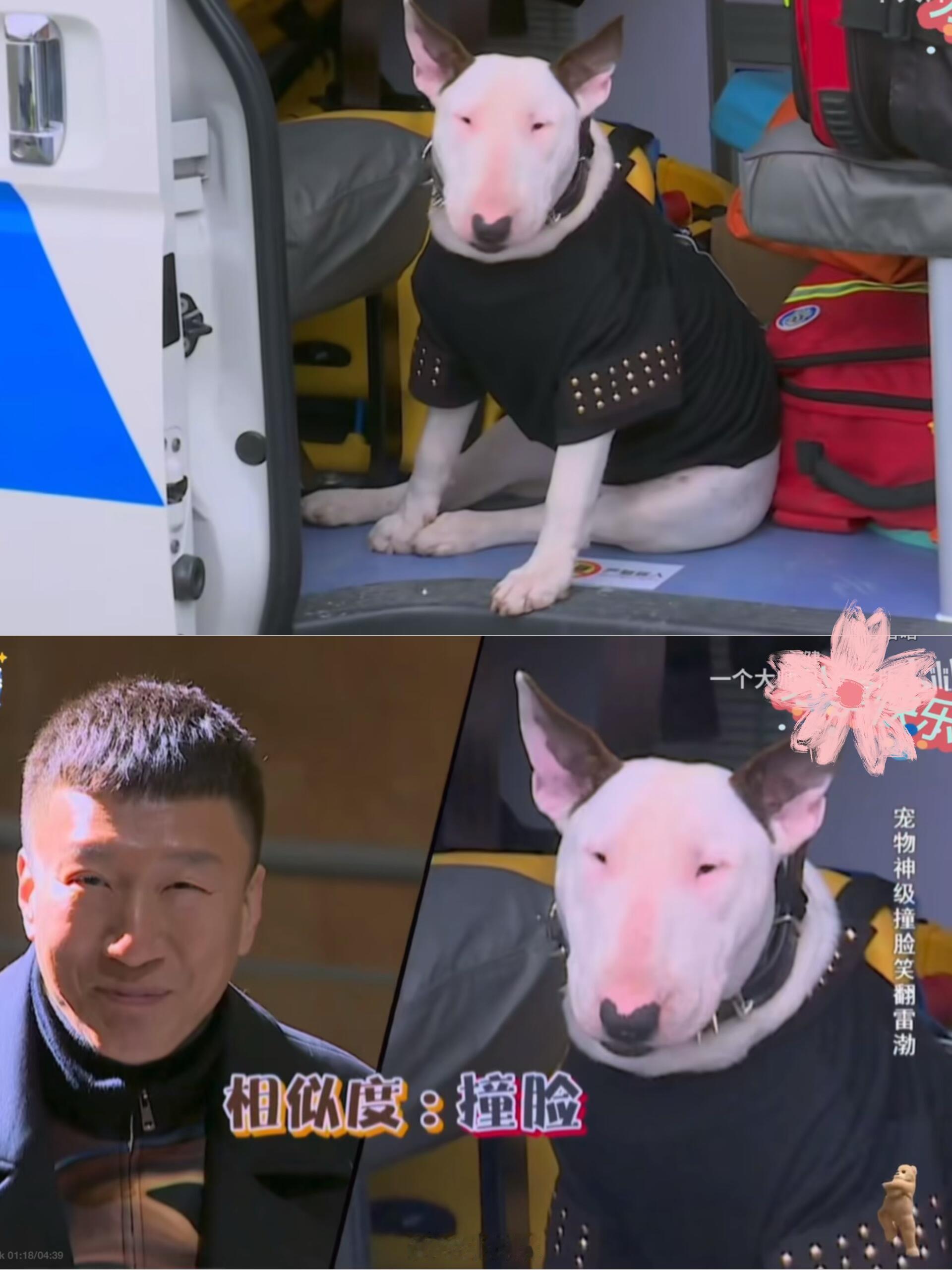 花儿与少年[超话]考古花少2发现了新角色是孙红雷（狗狗🐶版）。谁懂以前看极限挑