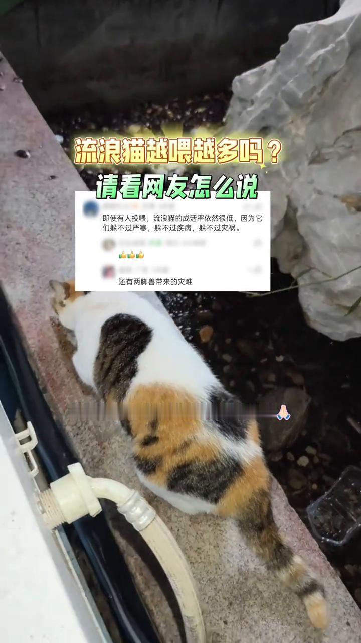 即使有人投喂，流浪猫的成活率依然很低，因为它们躲不过严寒，躲不过疾病，躲不过灾祸