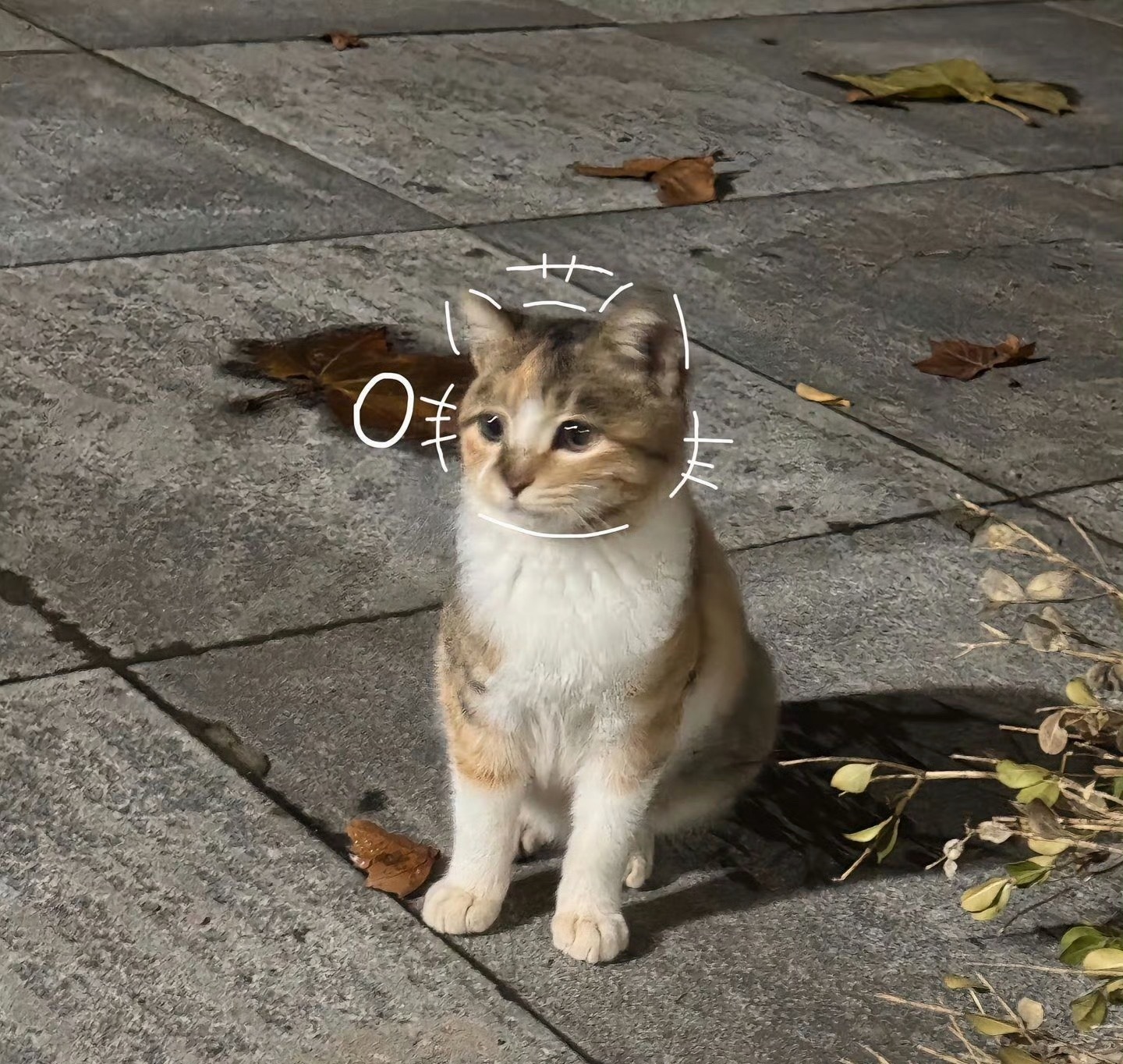 猫咪：可以到你家借宿一宿吗🥹 
