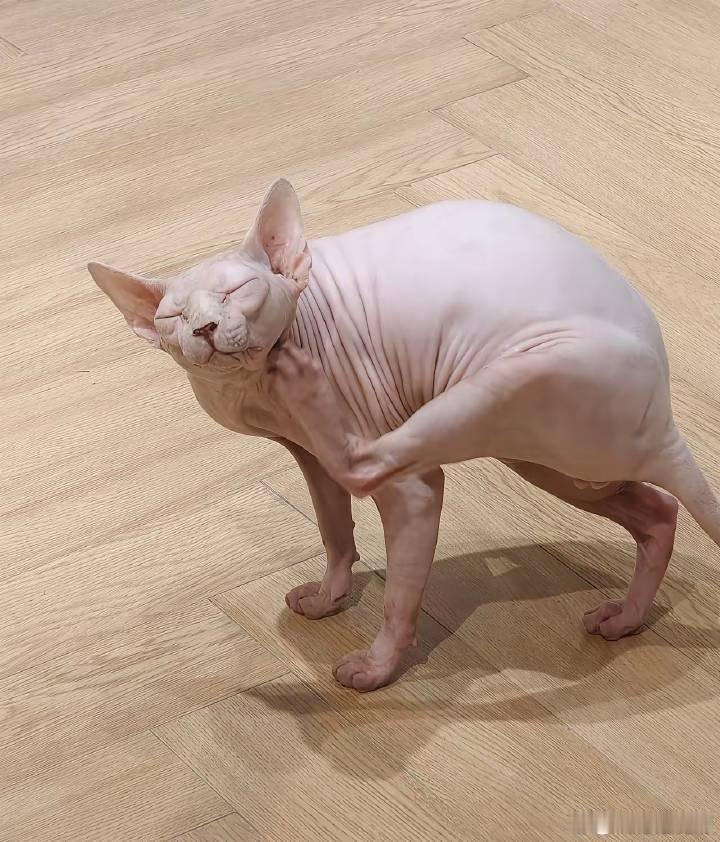 以防你对无毛猫没概念偶然看到这只特色小猫，表情鲜活灵动，浑身无长毛的样子十分吸睛