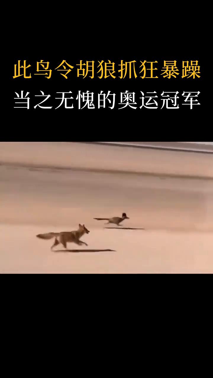 此鸟令胡狼抓狂暴躁，当之无愧的奥运冠军。