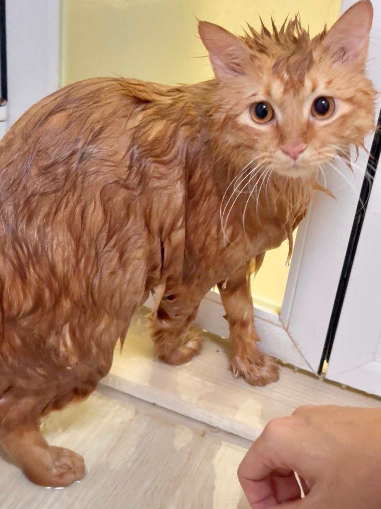 拒绝❌洗澡的小猫🐈 刷新居家洗澡新成就Tyson现在5kg，因为是长毛还得另外