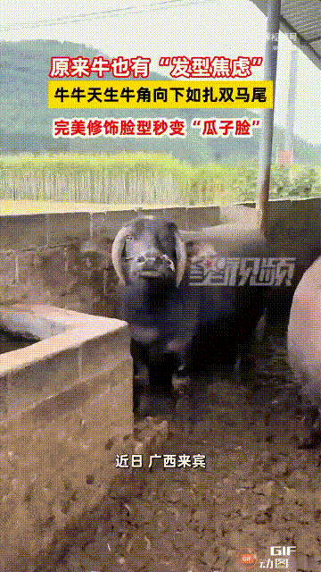 太新奇了！广西来宾一名男子的养殖场里养了一群牛，但有一头牛和其他牛长得有点不一样