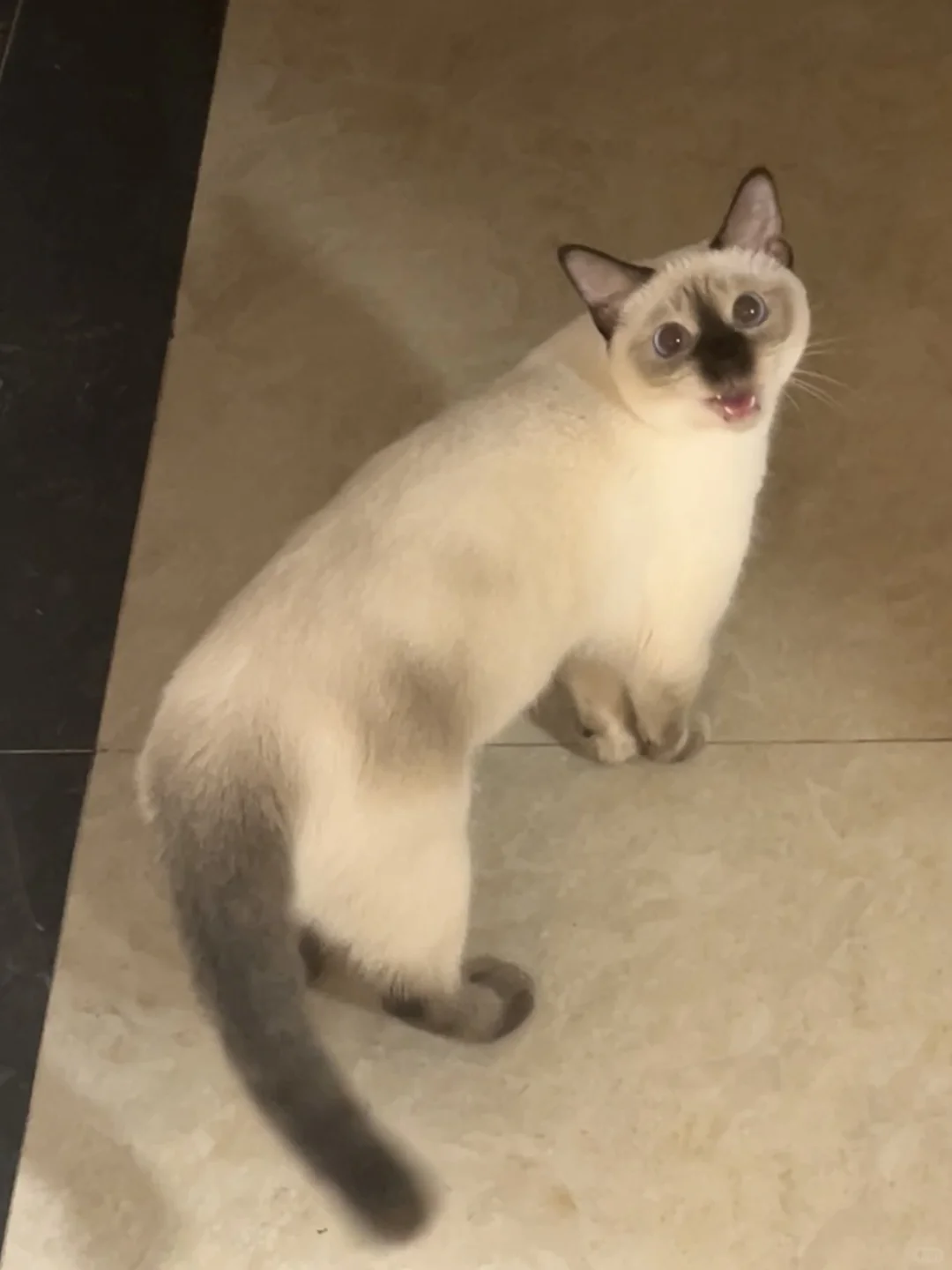 我有一匹暹罗猫