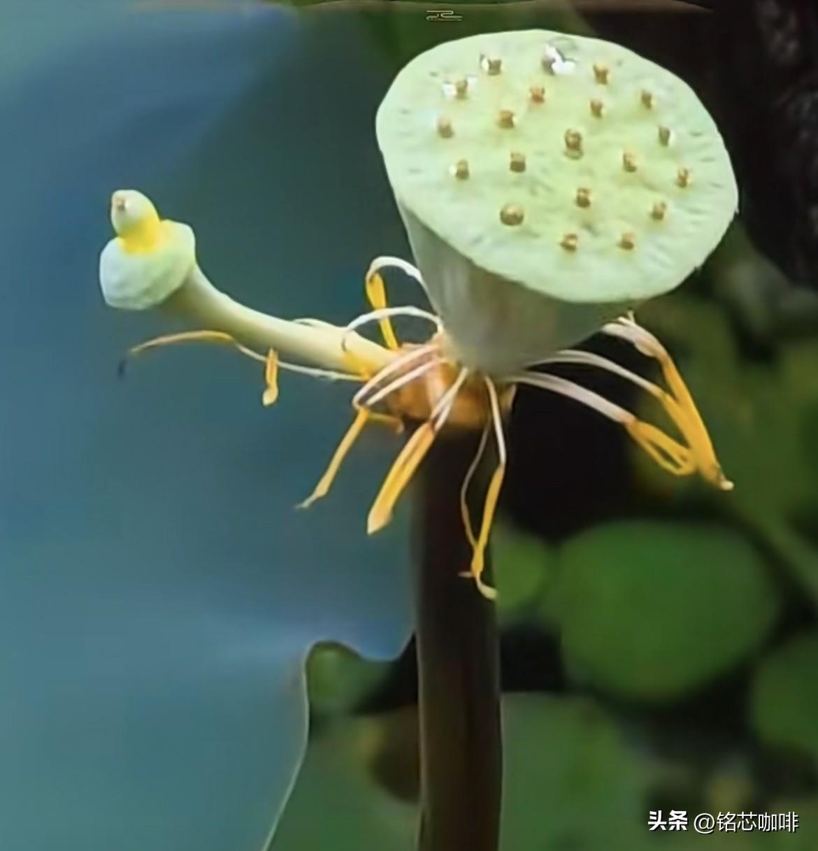 上联：读𢤦人生冷暖
   下联：看懂人情世故