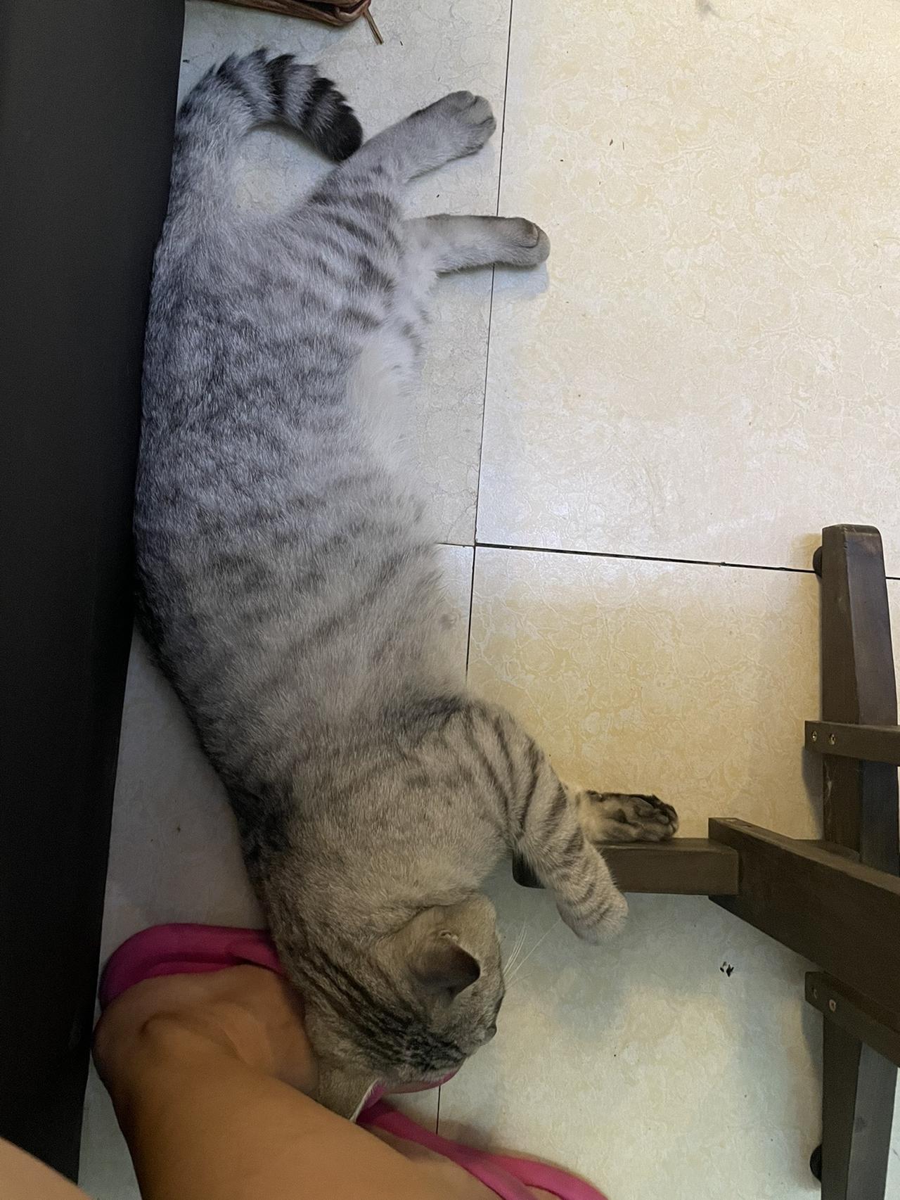 第一次进村口喝咖啡
店主小姐姐是老乡
她家的猫猫简直太可爱了
咖啡也挺好喝的
希