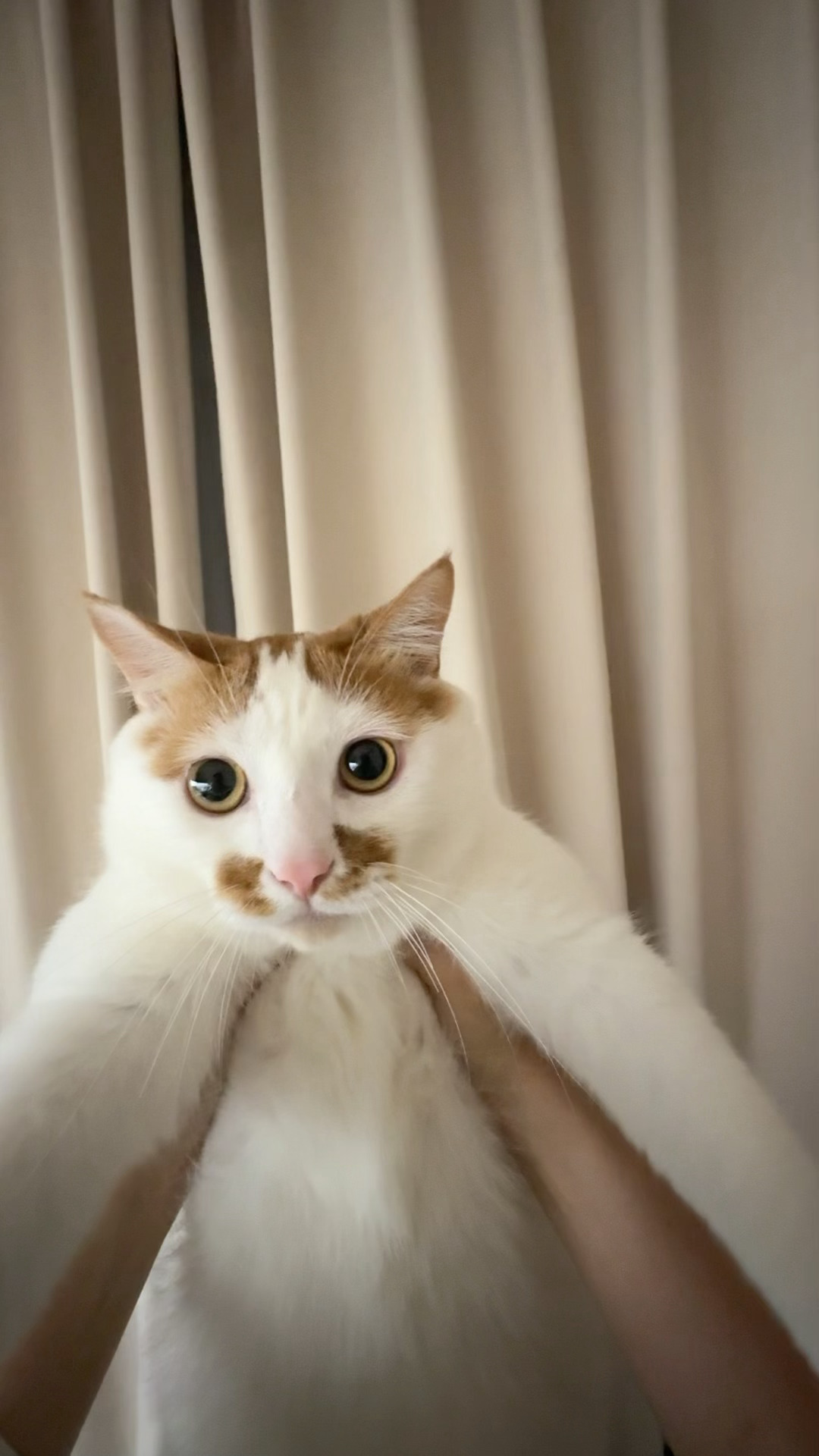 猫与人类同居第5年 