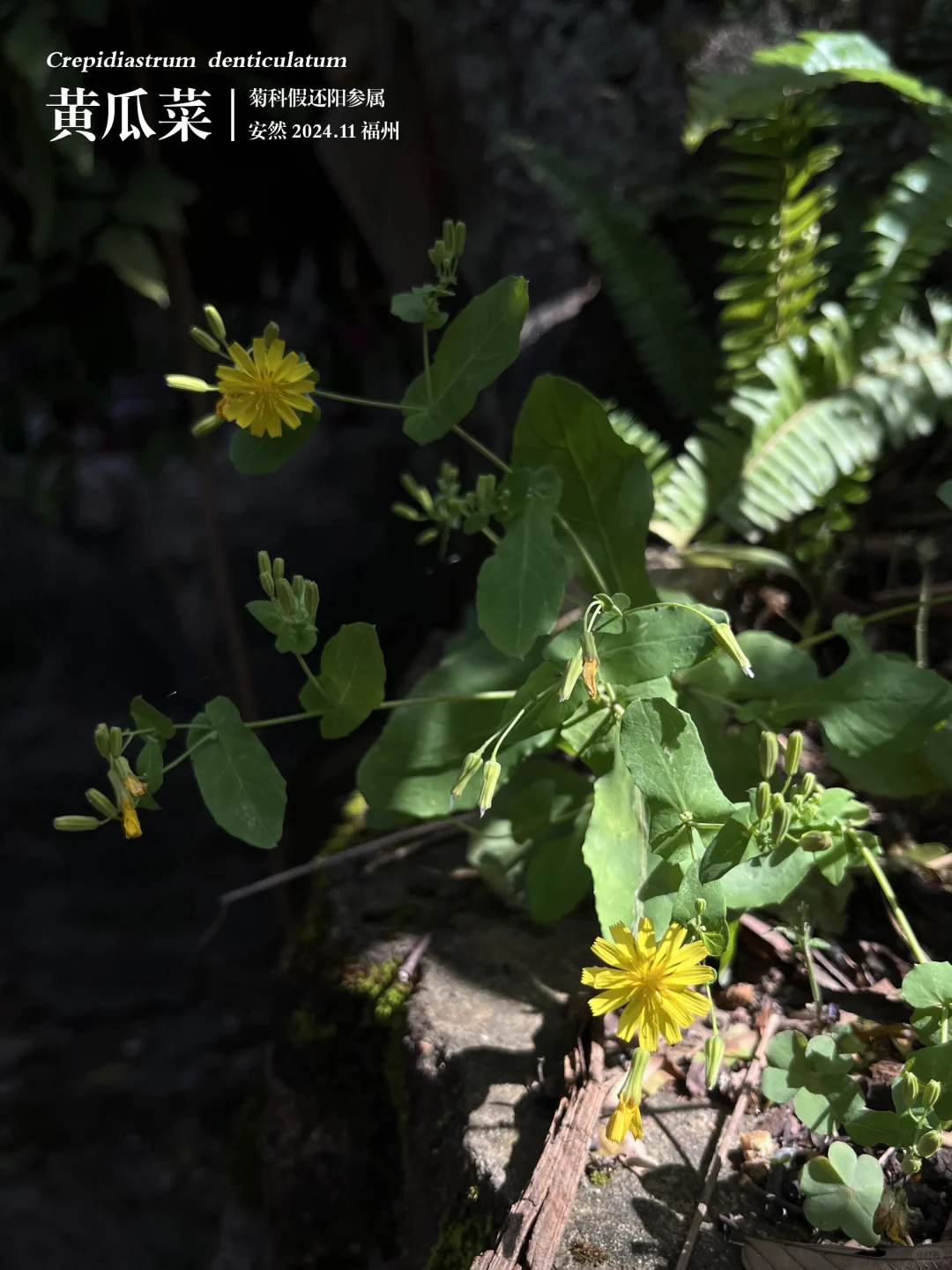 福州植物打标473｜小巧清新的黄瓜菜