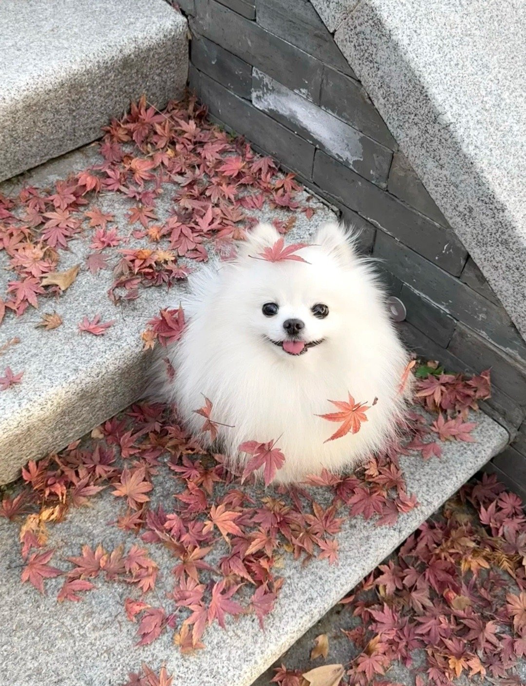 小枫狗🍁 