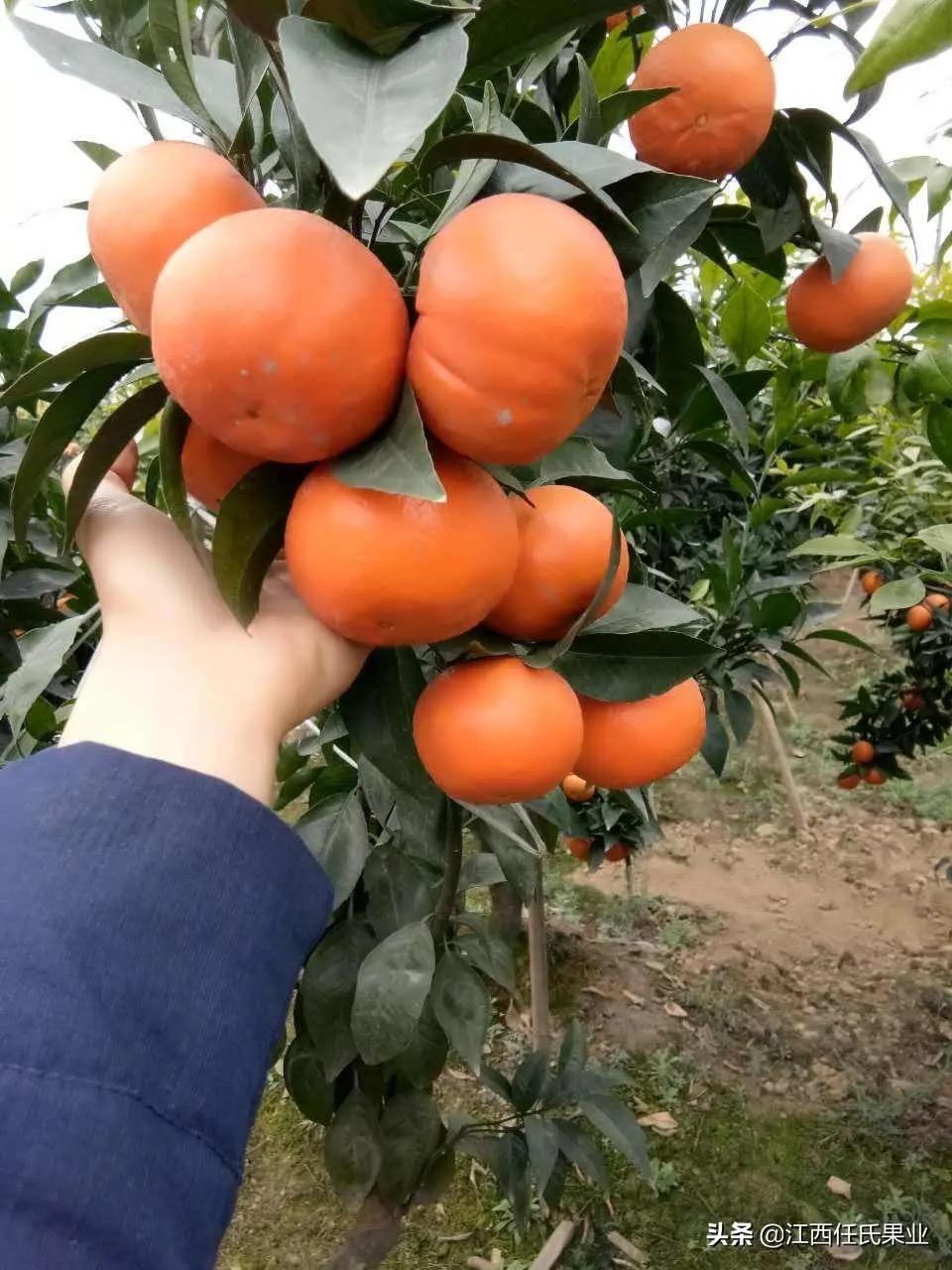 爆火全网的“柑橘王者”突然失宠？曾卖6元抢疯，如今2元没人要

几年前，沃柑是水