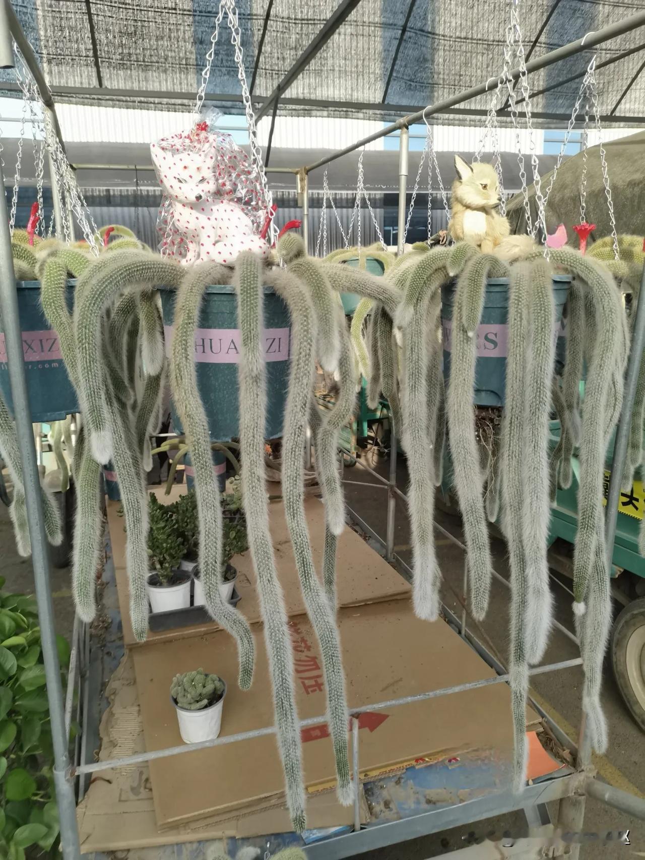 逛逛花卉市场，又拿下了两盆九尾狐[憨笑]