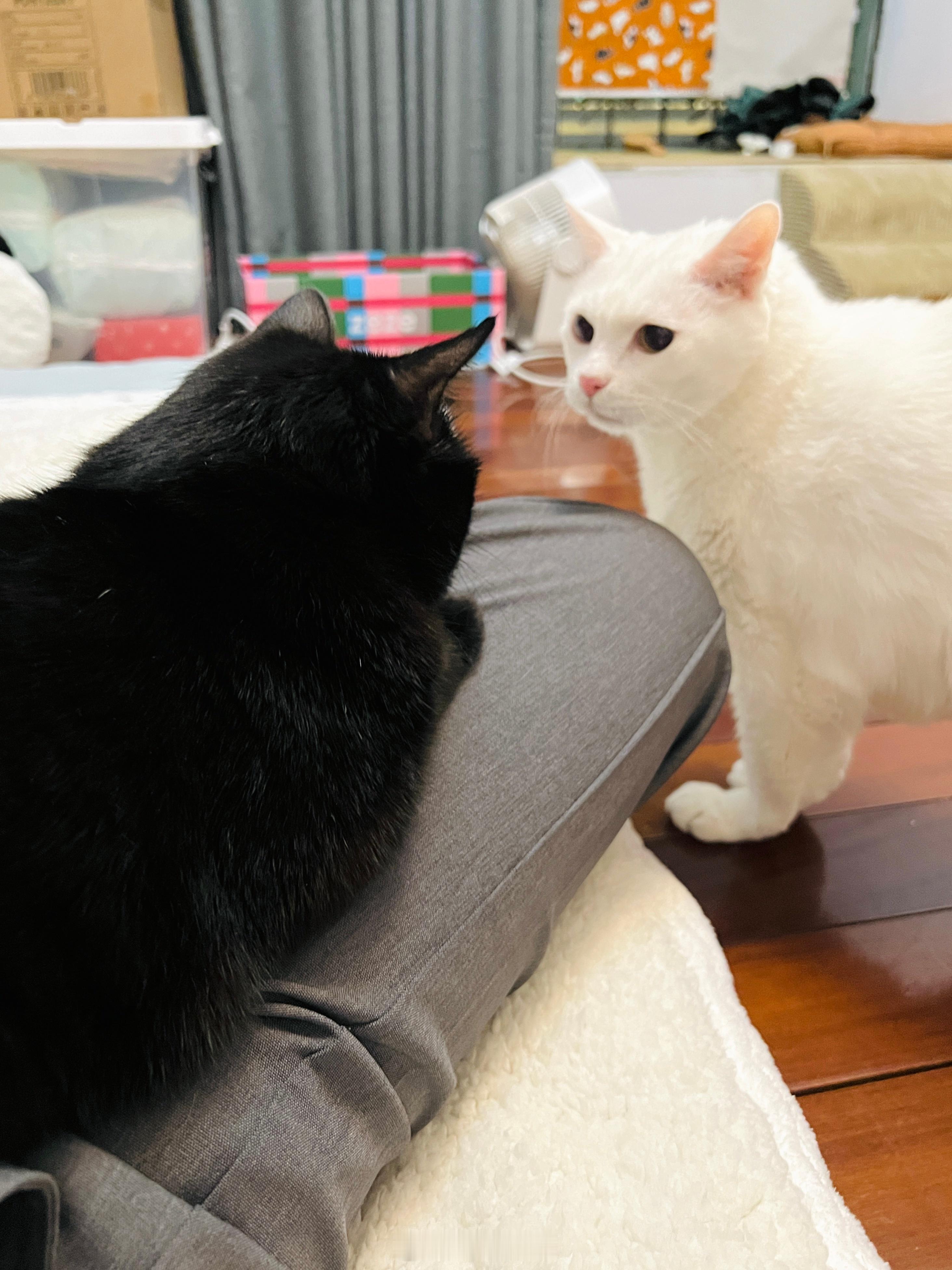 就還好不會兩隻一起到腿上。 