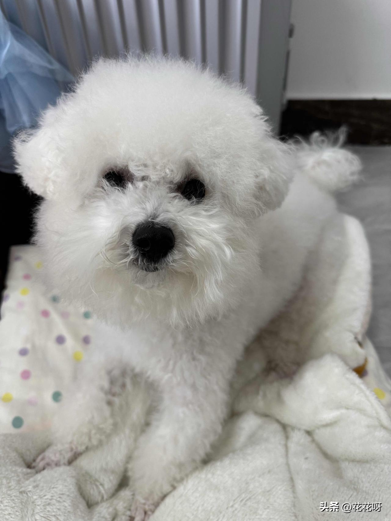 我家小比熊，今天都正月十七了，这还是年前给我家小比熊洗的澡了，一晃都有半个多月了