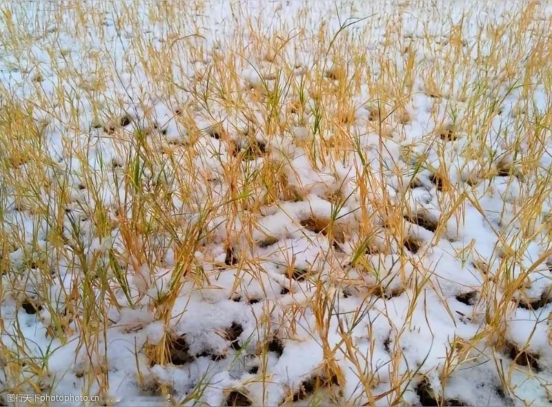 严冬无劲草，
暑夏有粉荷。
横批：《劲草与粉荷》