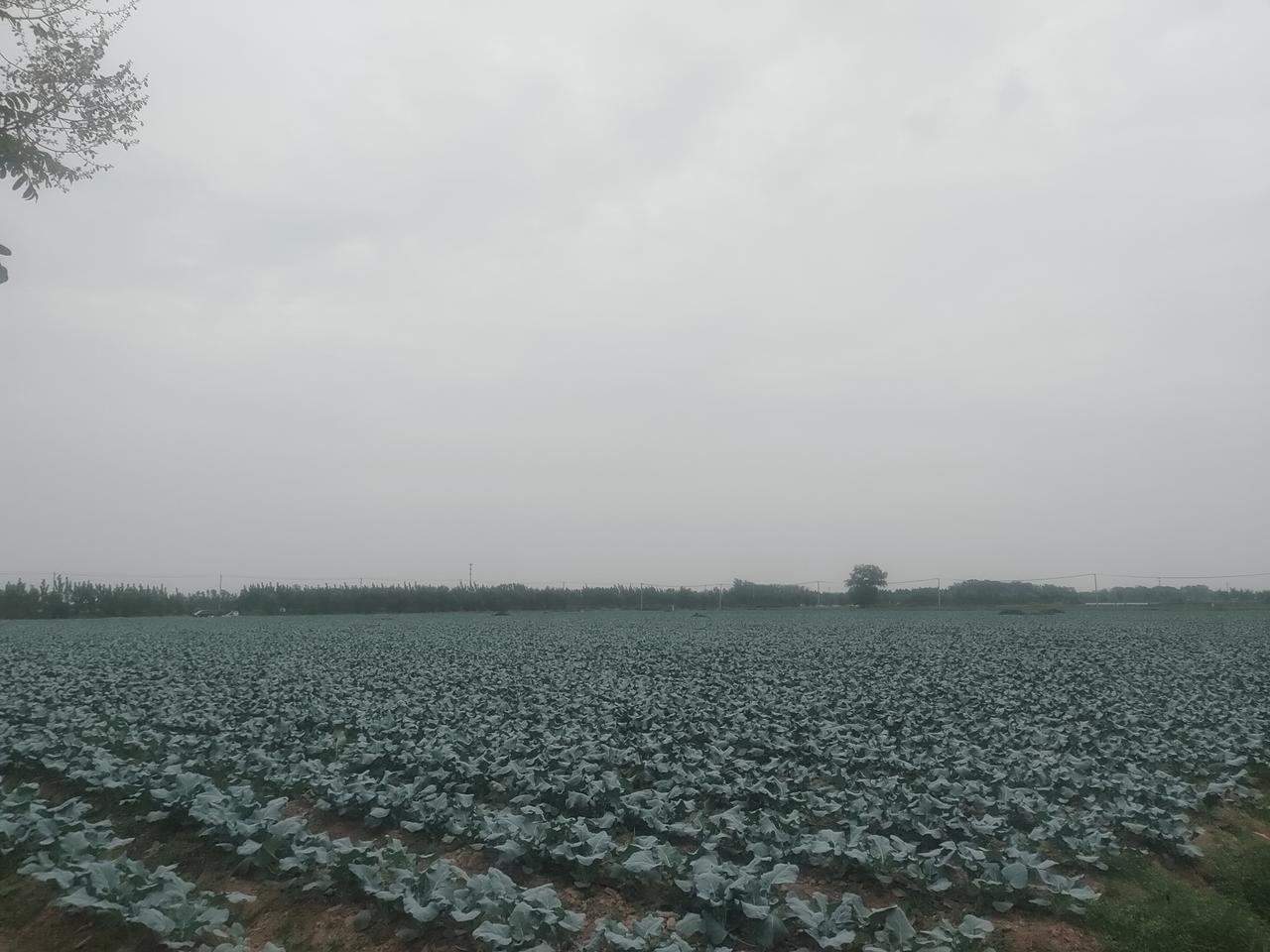 200亩菜花即将丰收，菜贩子只给3毛钱一斤，种地人太难了！
 
最近我哥愁得整夜