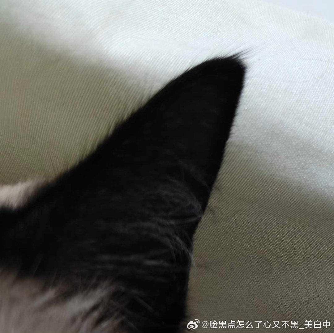4086只黑脸福的聪明毛 