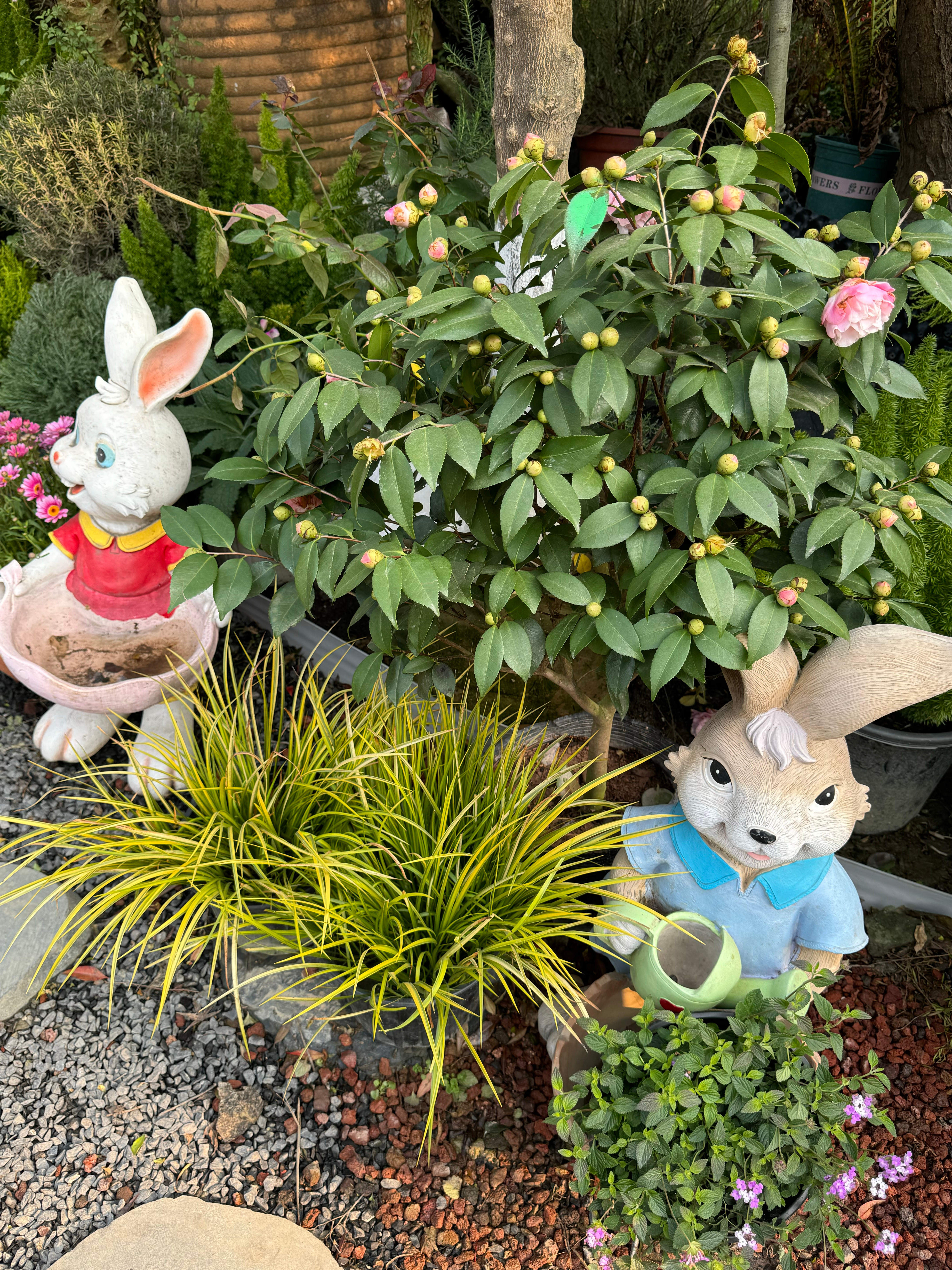 帕莎慢热夏日 day2记录美好生活🐰PRSR帕莎眼镜品牌代言人杨超越 ​​​