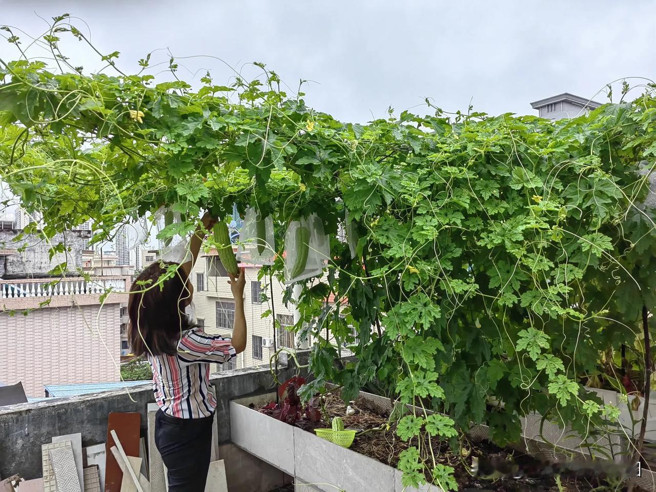 每天在楼顶菜园打理瓜果蔬菜，在都市也能享受到田园生活，特别解压。能吃上自己种蔬菜