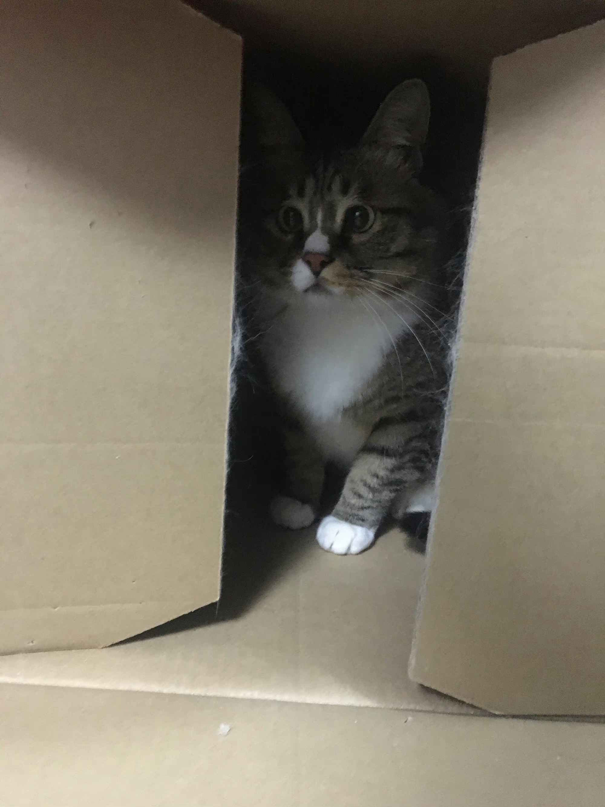 宝哥从10.4斤开始减肥，四个月下来，10.8斤。哎，哎。 ​​​