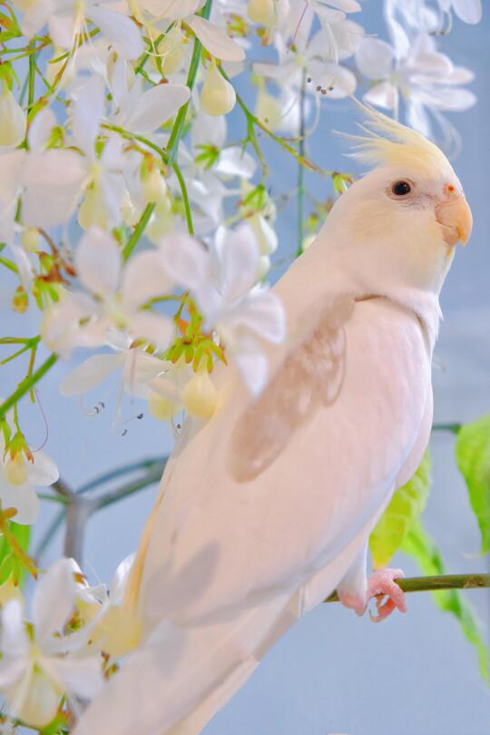 大数据请给ee看我家的小鸟壁纸写真～