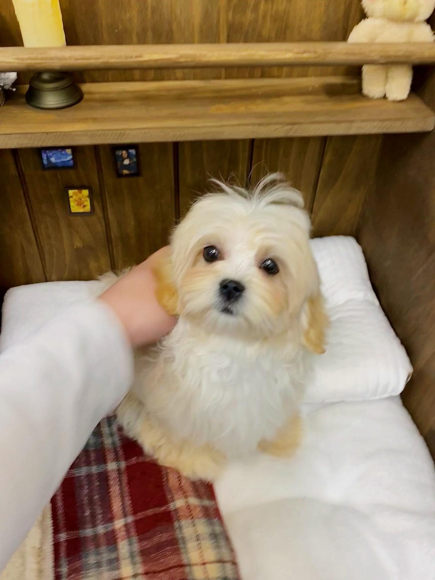 在我小的时候，我就是你的小狗🐶。你不在我身边，那我是最想你的时候