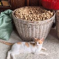 回到乡下这几天，家里天天花生不断，让我一次吃个够，真正实现了吃花生自由！

花生