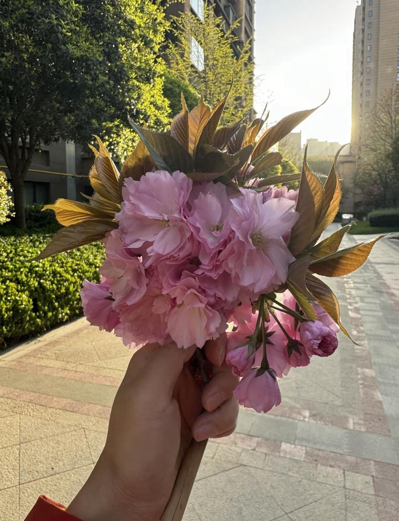 传说鹦鹉离去是为主人挡一次灾，我的小鹦鹉意外离开了我。发现它静静不动的那一刻，心