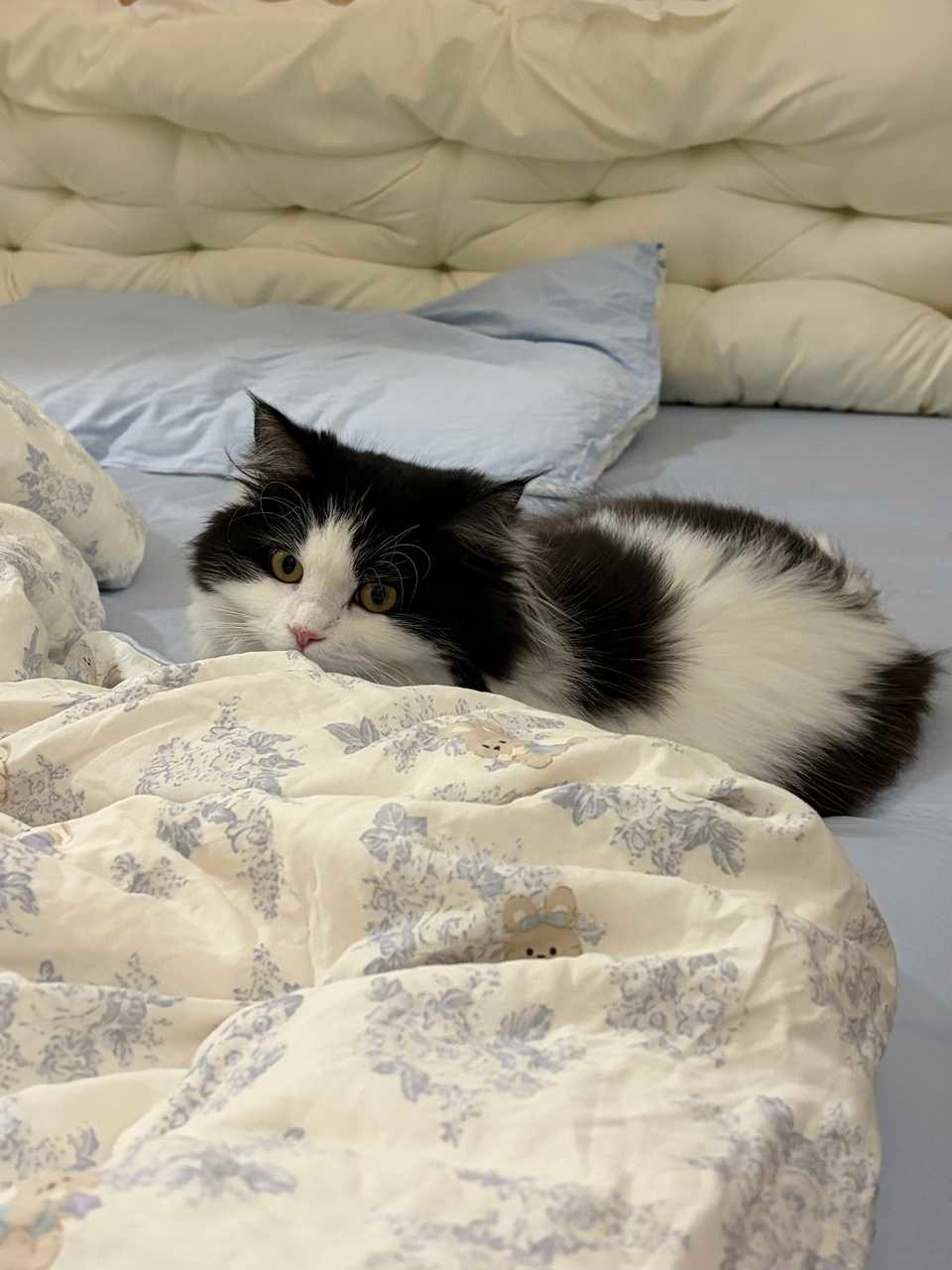 对于换新床单一事最兴奋的一位：daily奶牛猫 （投稿：） 