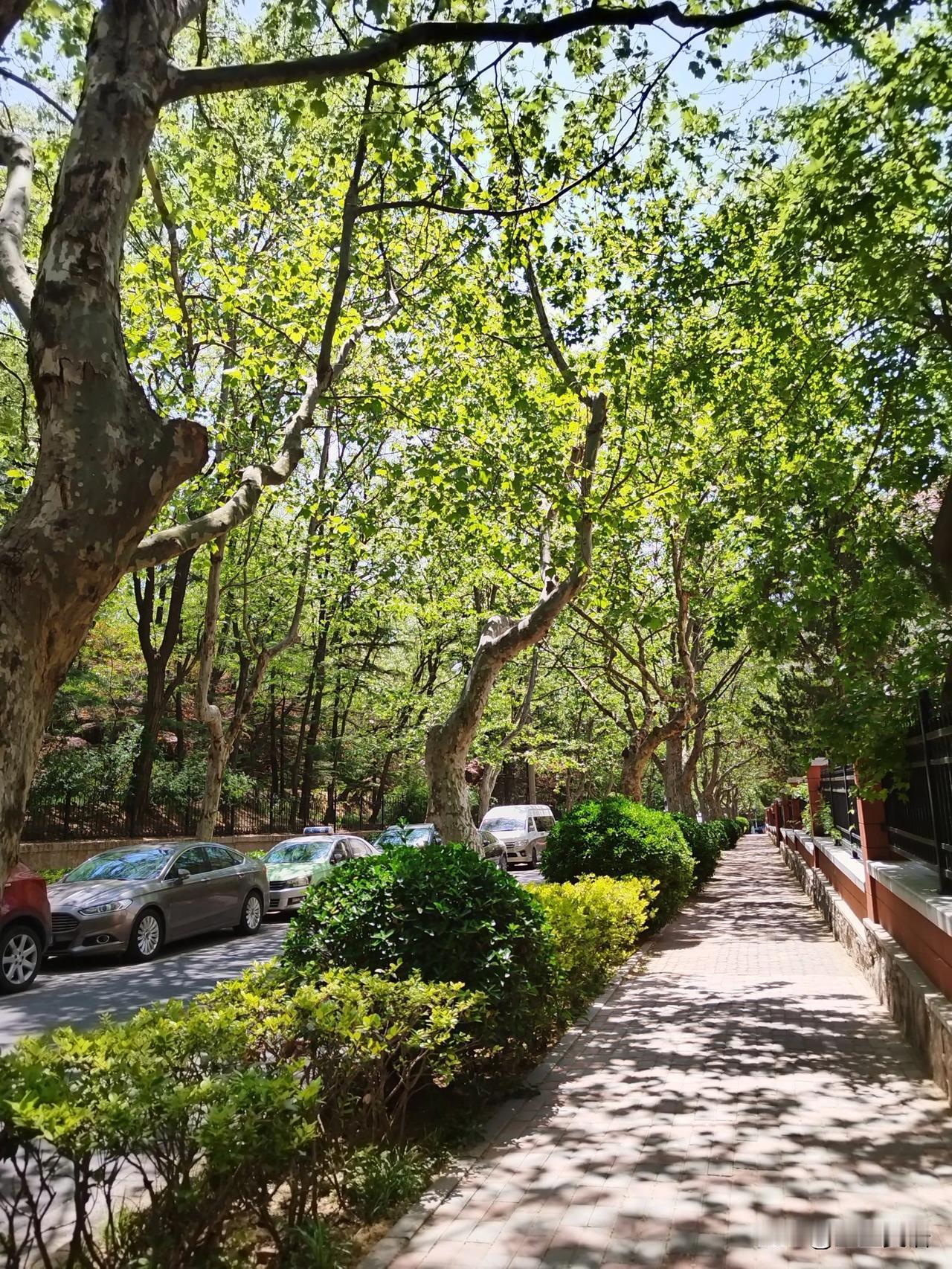 青岛的这条小路，一点儿也不亚于八大关啊。绿树阳光，鸟语花香，宁静惬意，风一吹，一