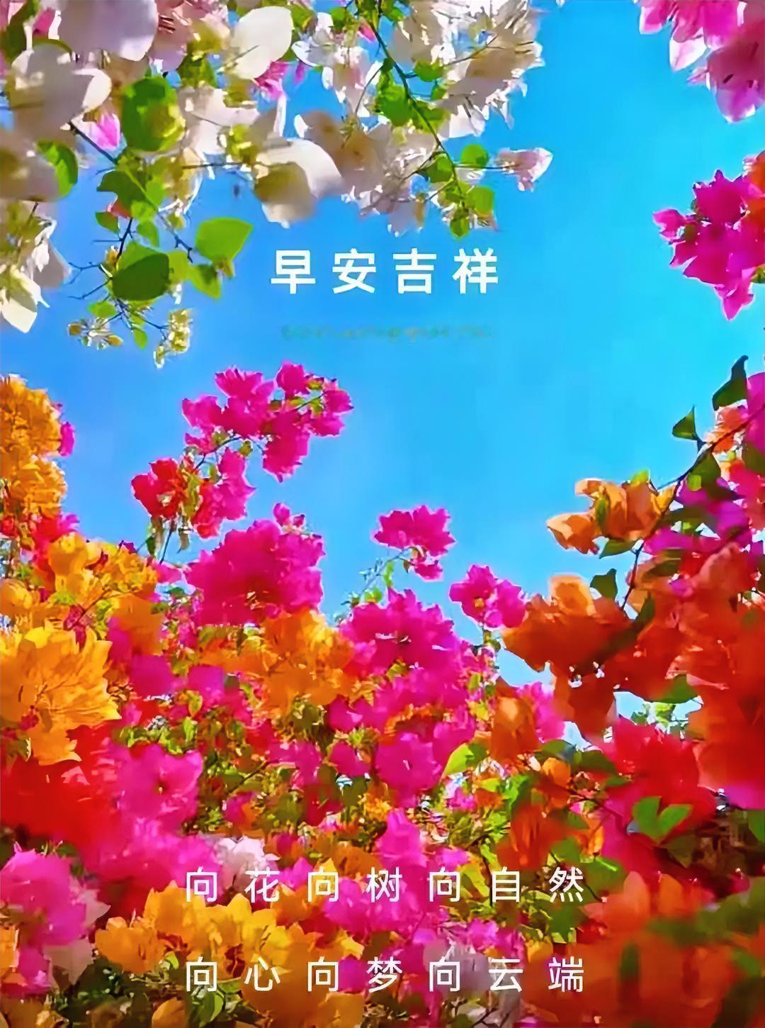 早安吉祥，向花向树向自然，向心向梦向云端。🌸🌿💭
分享清晨美句 
六盘水1
