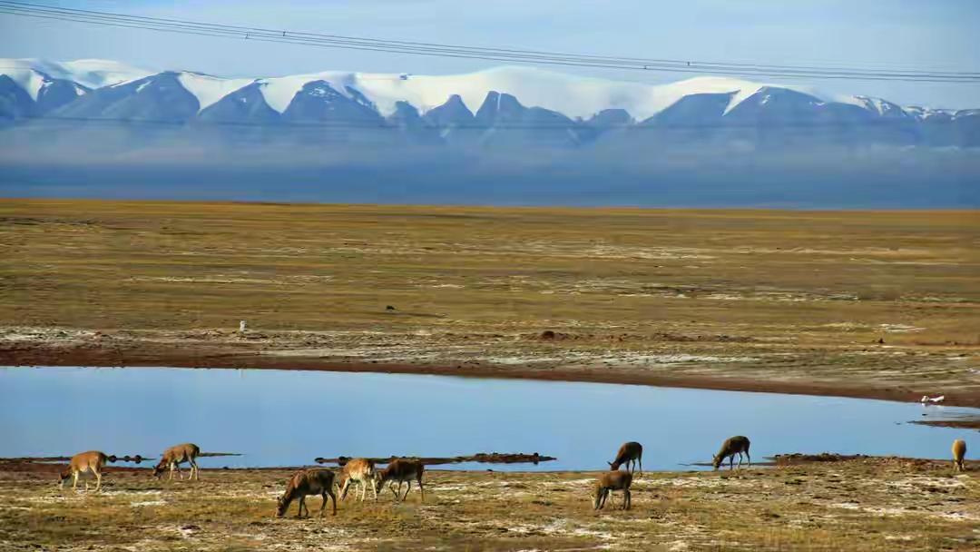 “听到狼叫了。”
这是他留给世界的最后一句话。

8天后，搜救队在可可西里一处积