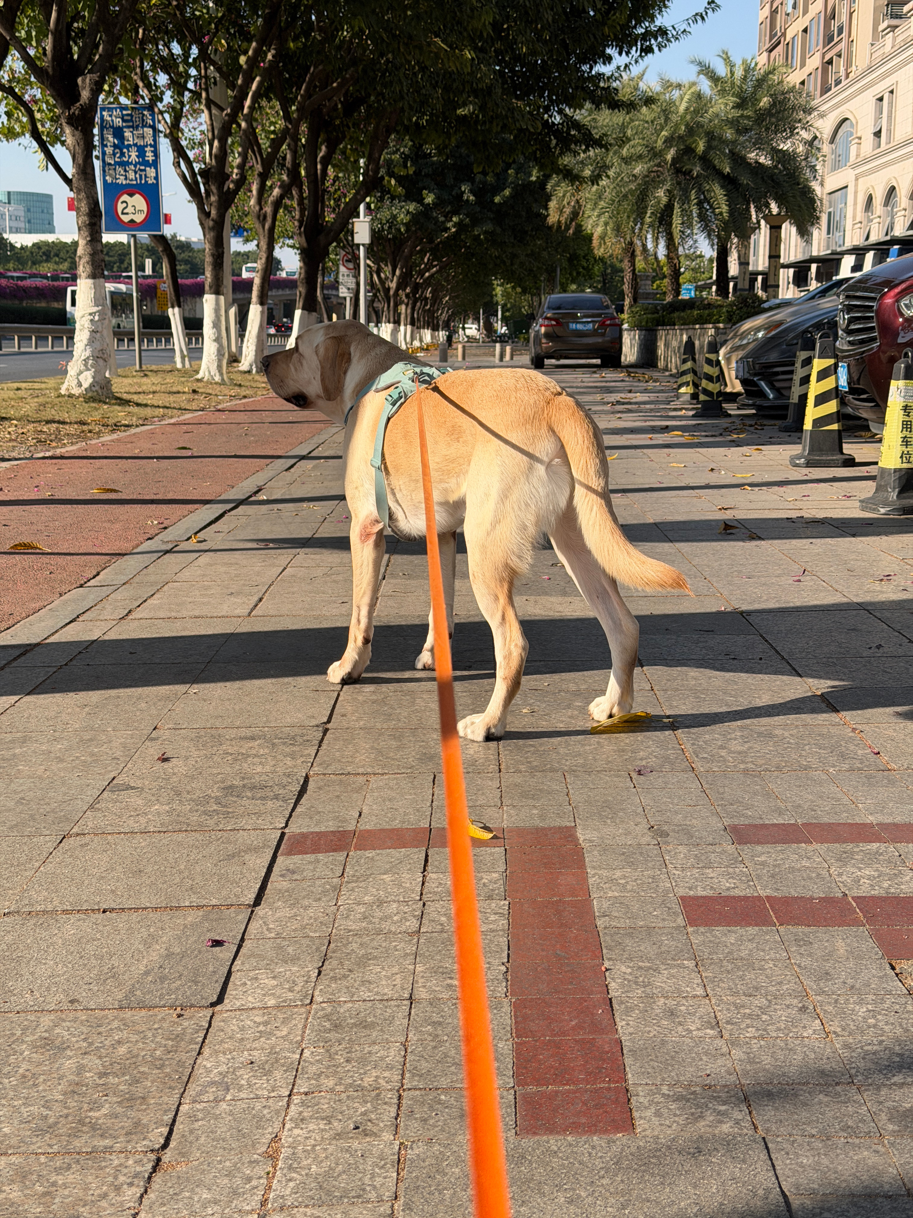 车展前后一直忙好久没来溜溜仔仔了继前几天去also吃完生骨肉变成喷射战士恢复以后