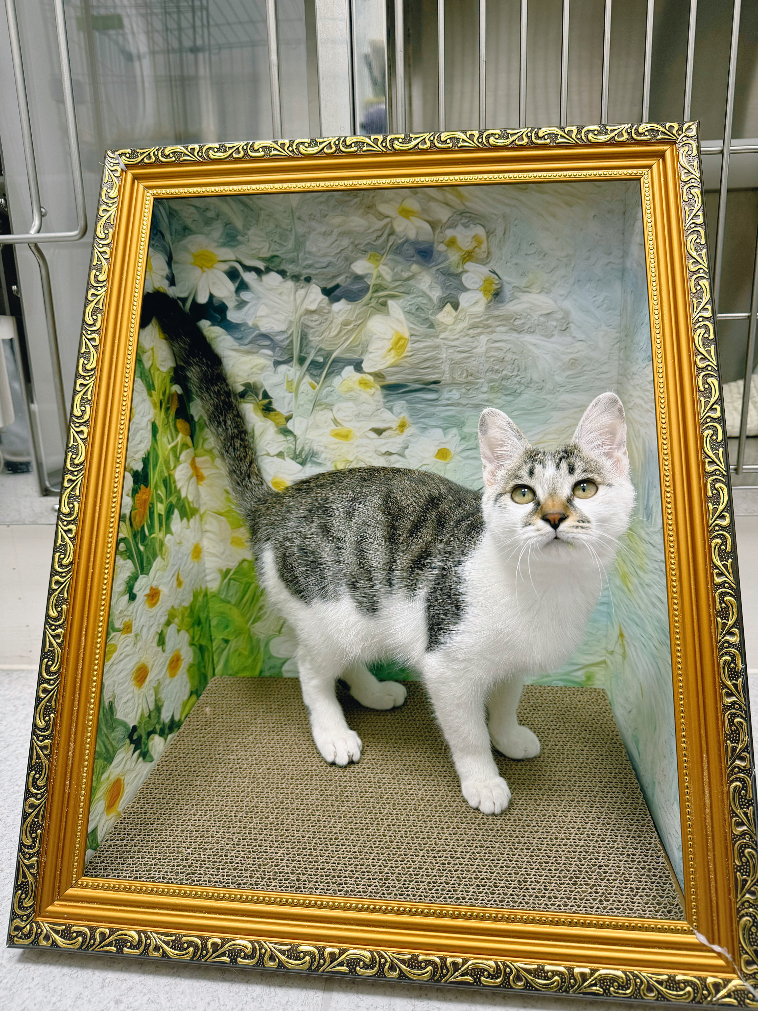 杭州领养  给小猫咪找领养啦~【杭州】4个月小母猫，非常特别的囧囧眼，健康皮实，