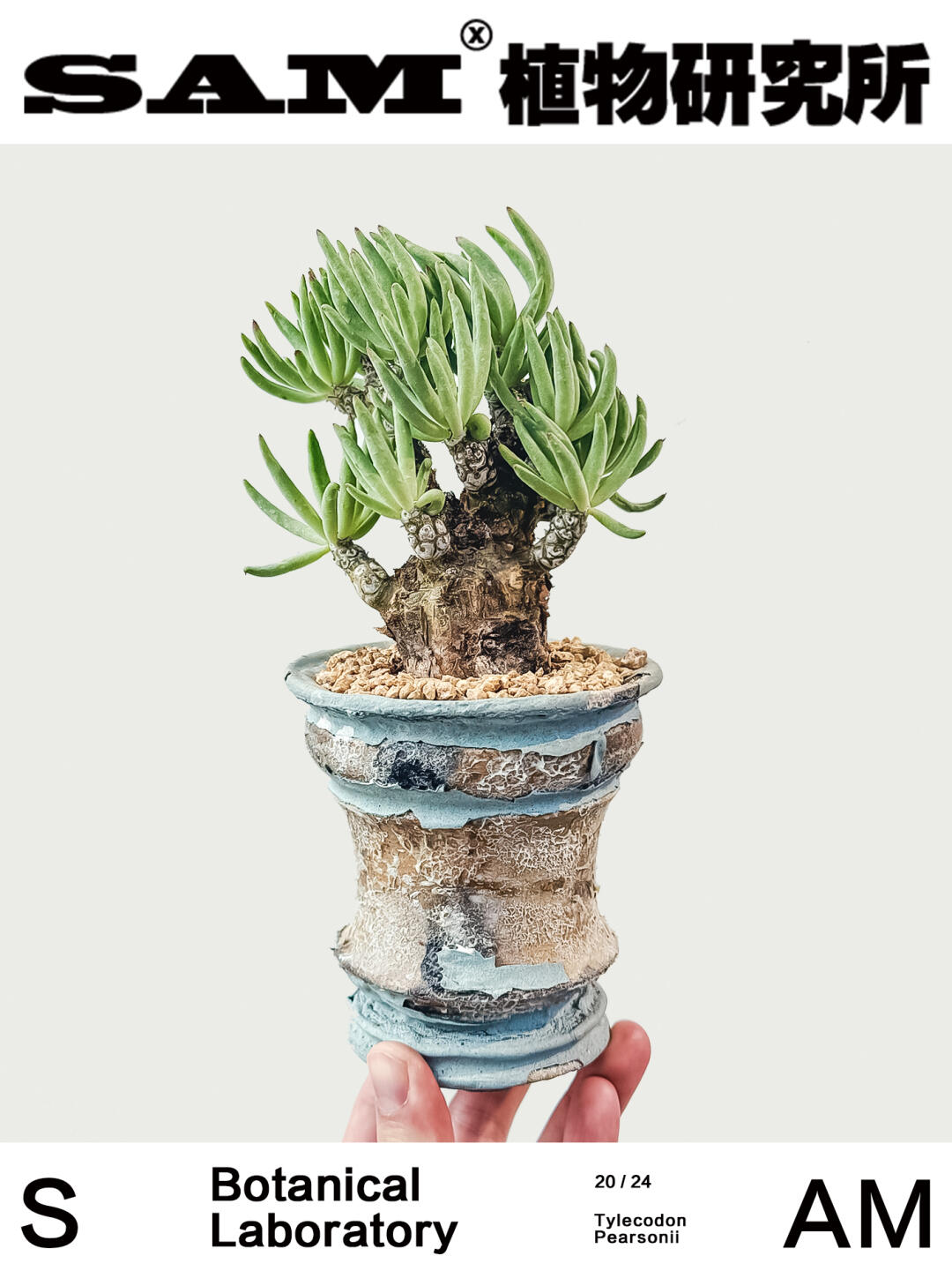 白象奇峰锦｜Tylecodon Pearsonii