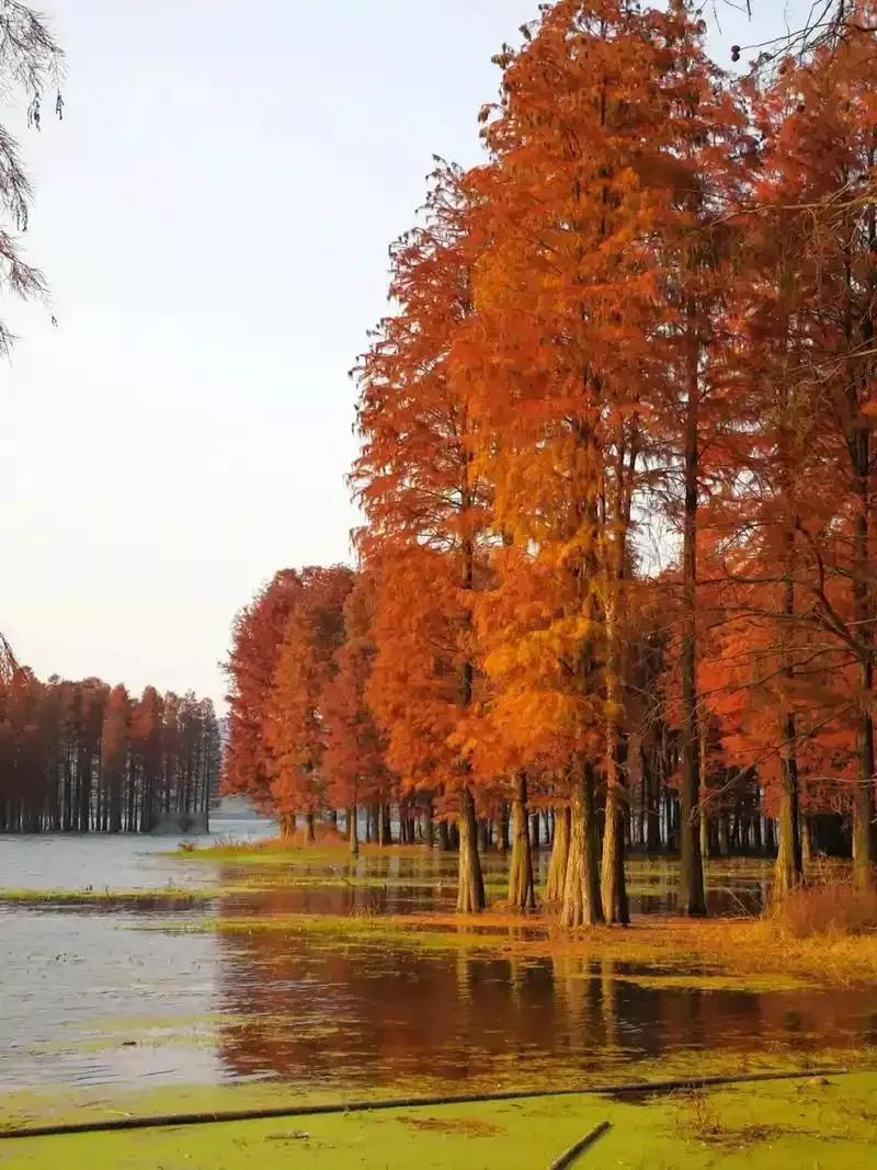 冬日湖畔，红叶如火，
水天一色，心旷神怡。🍂🍁🍂
秋日湖畔美景！