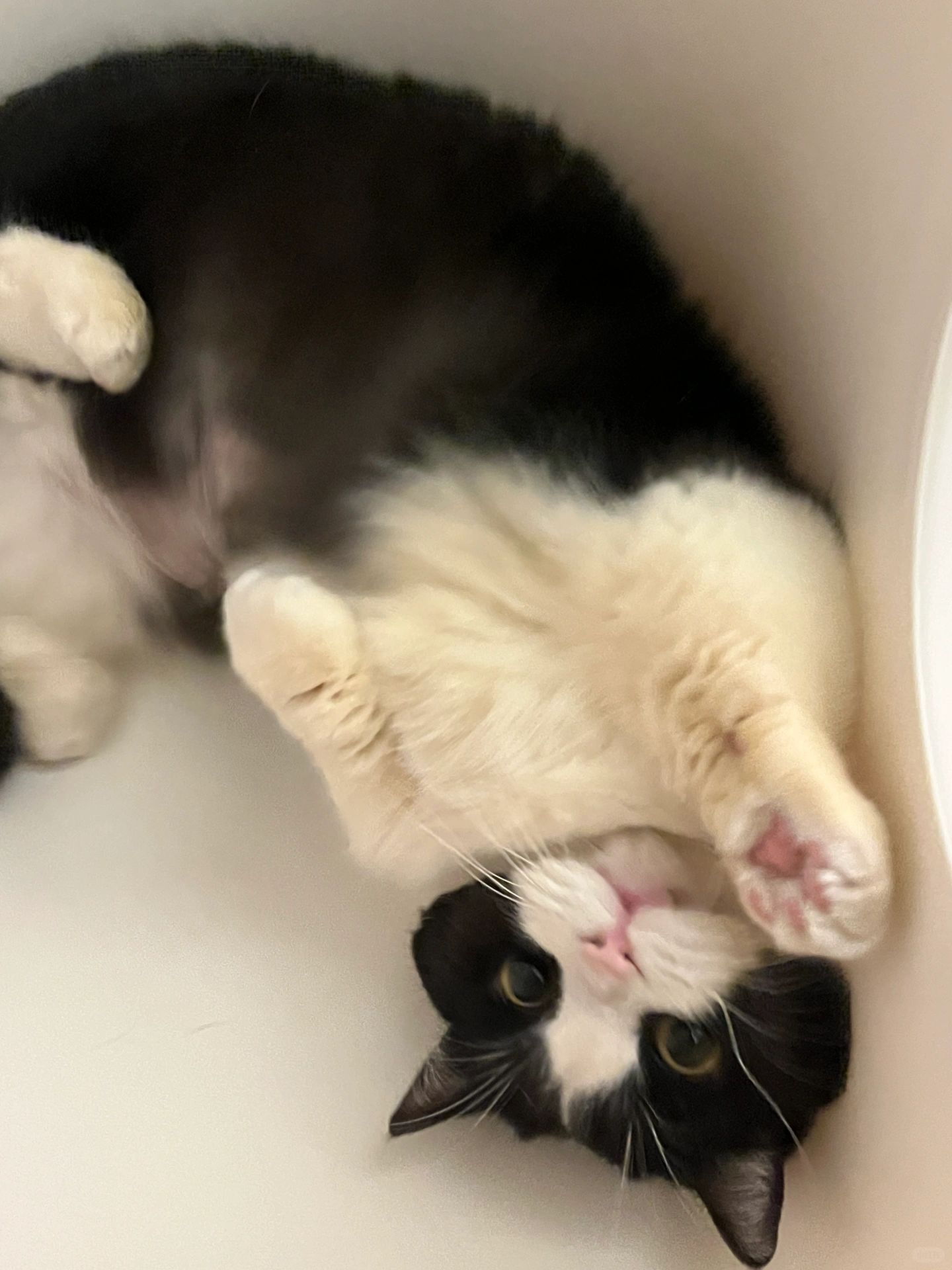 Live让大家看到的小猫更可爱了！👀