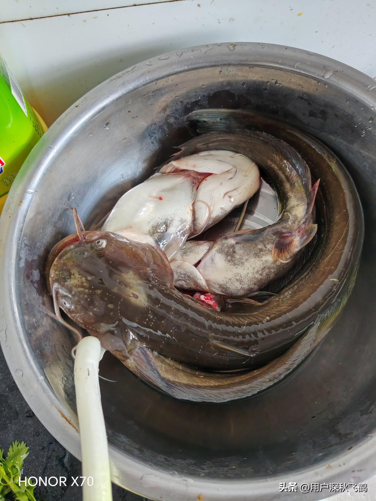 今天来瓶佳凤啤酒
今天中午又去老妈家做饭了，买了三条野生小鲶鱼，从菜园子里摘了三