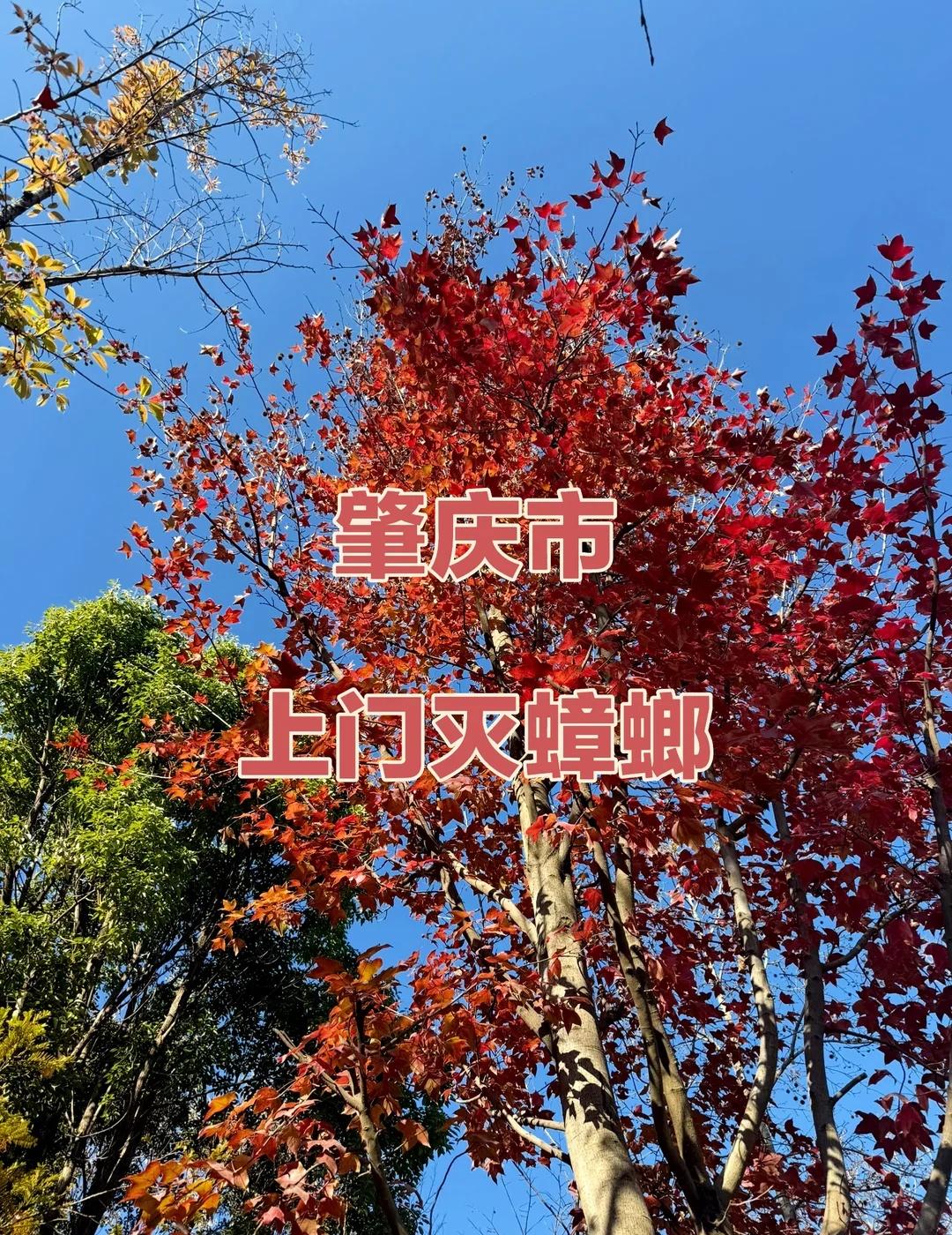 肇庆市端州区、鼎湖区、高要区、四会市、广宁县、怀集县、封开县、德庆县上门灭蟑螂服