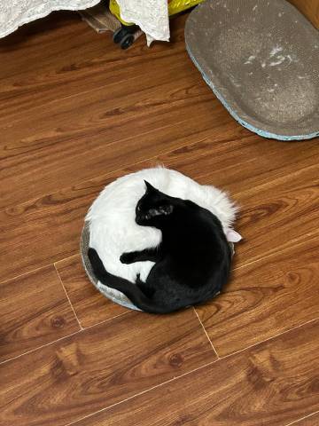 别人养猫，我养的是太极。黑猫白猫凑一对，直接在家合成 神 兽·八 卦！从此走路带