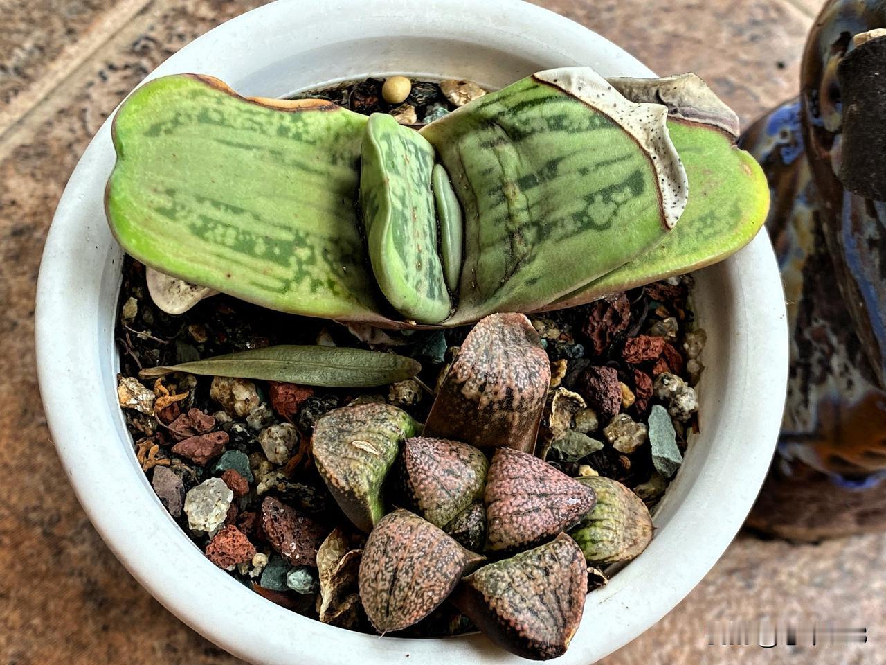 春日生活打卡季前几年，特别喜欢卧牛多肉植物，应该也是玉露的一种吧，现在就随便种在