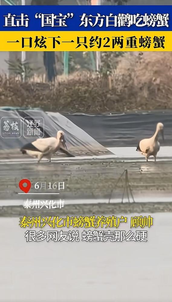 解释不清了！

江苏泰州兴化的蟹农最近可太有“福气”了，先是自家养蟹塘来了只东方