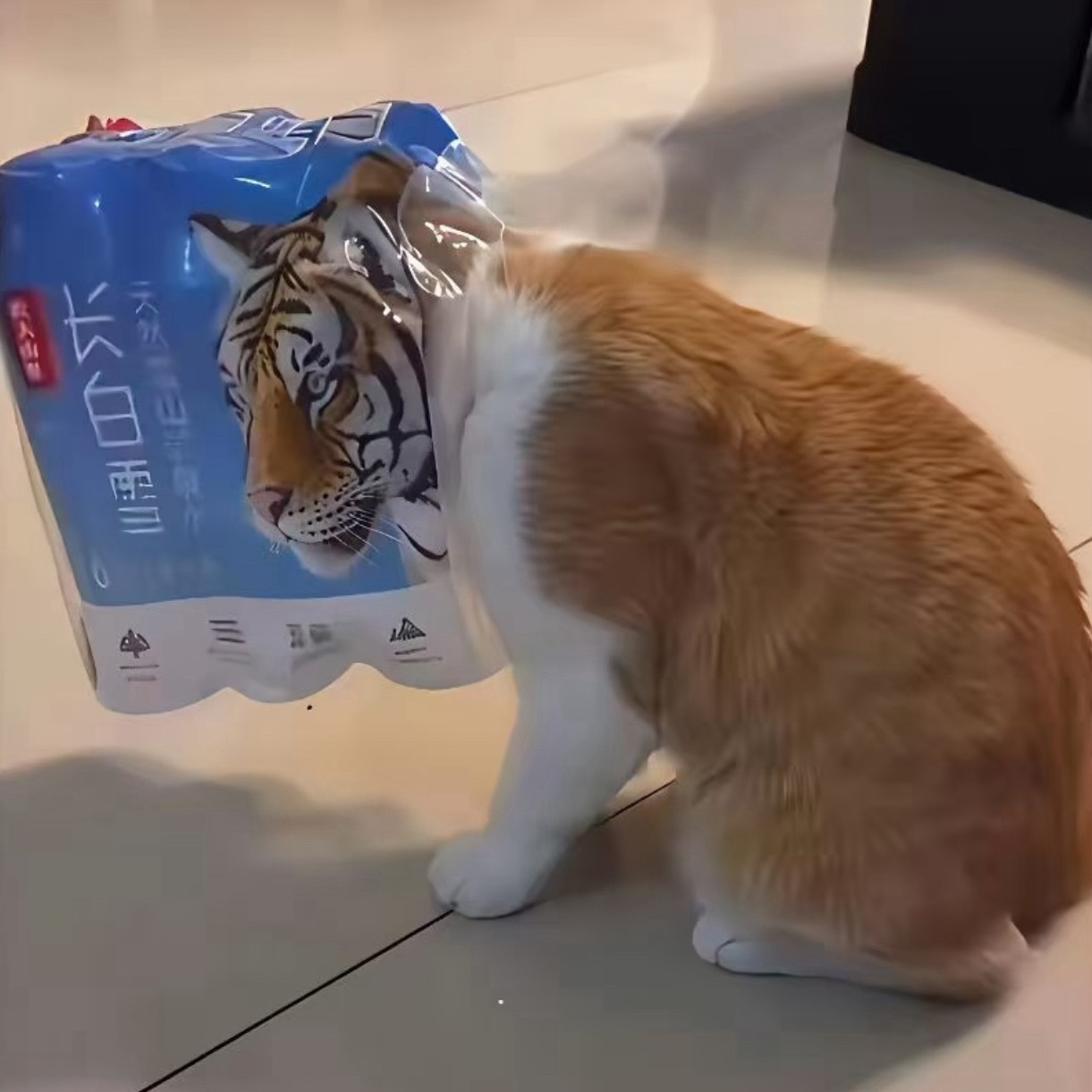 每只猫都有 想成为老虎的梦.. 