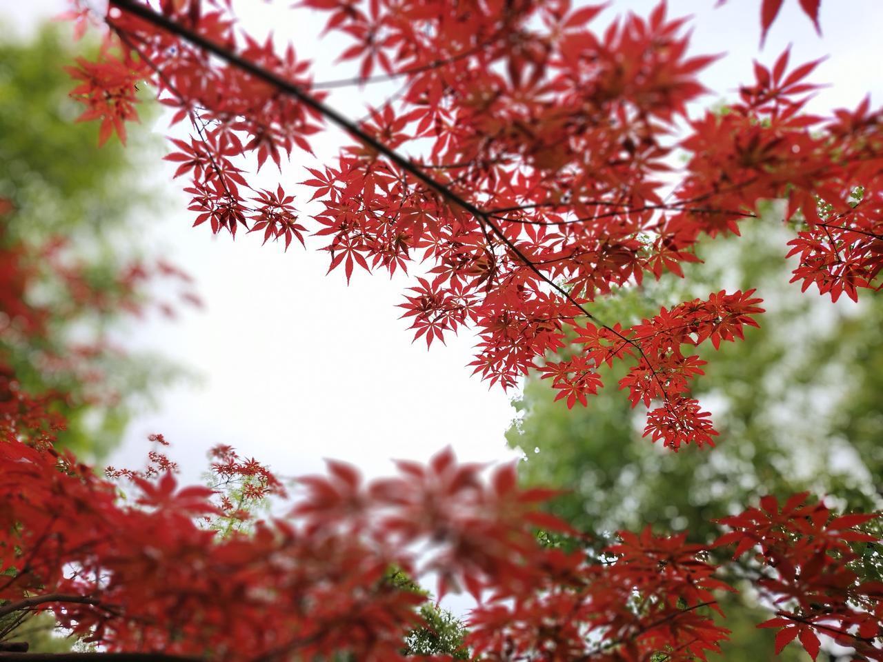 一夜雨后，清晨，公园里的鸡爪槭变得十分透亮。