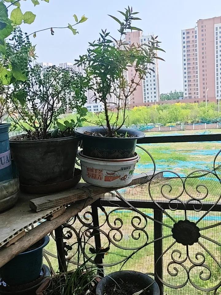 上联：酒里忧愁少，请高手对下联窗外绿意多