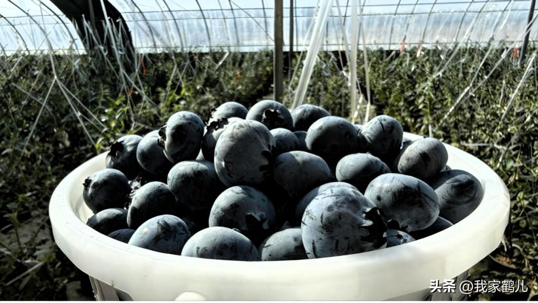 温室大棚内，蓝莓植株长势繁茂，翠绿枝叶间缀满饱满圆润的蓝紫色果实。此次试种成功，