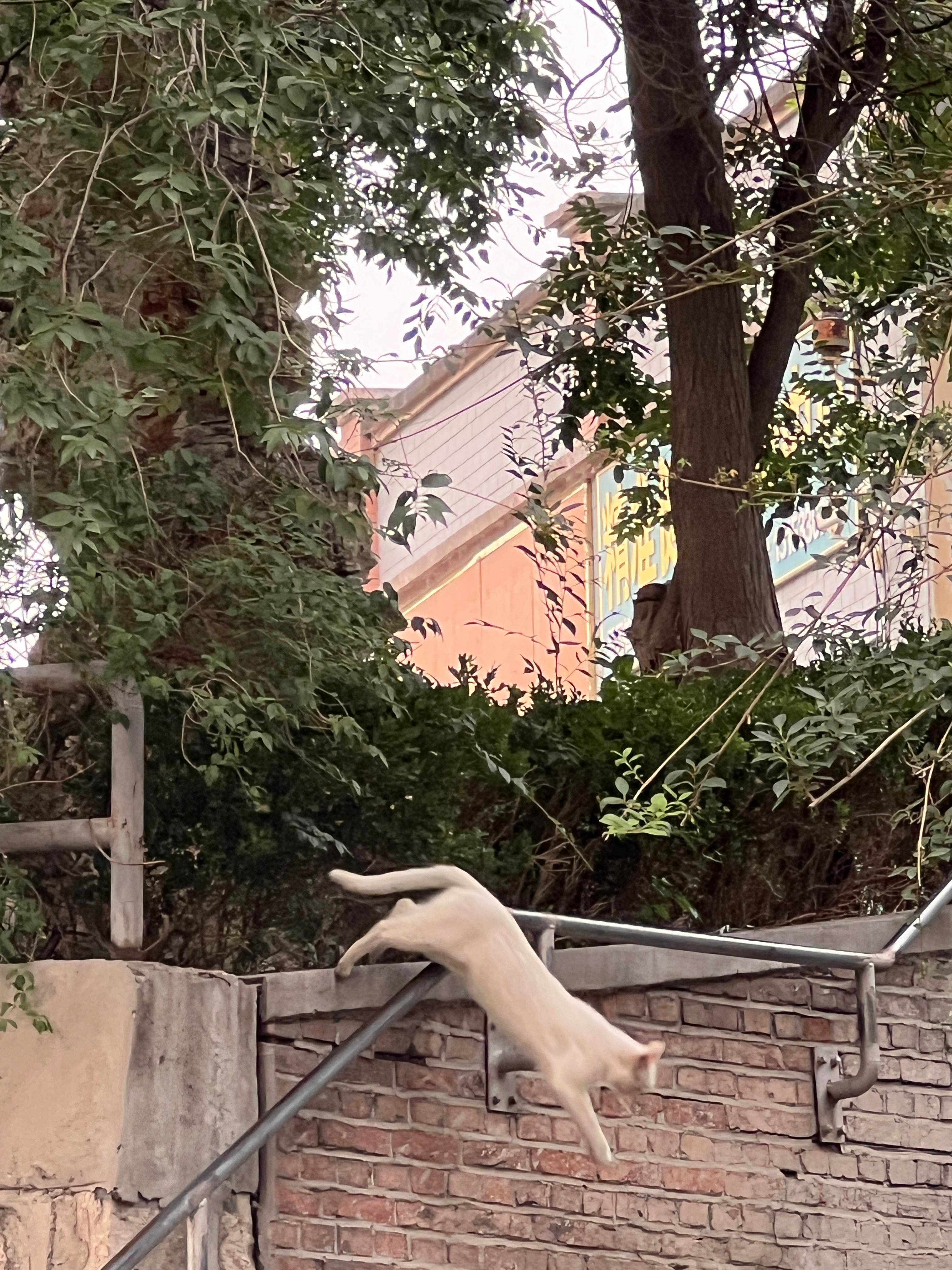 看到猫猫想到Puma！ 